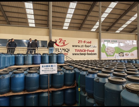 mushroom in brine in drum factory mushroom in brine in drum factory